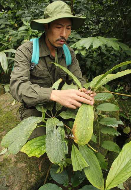 Lương y Phạm Văn Thanh bên cây thất diệp nhất chi hoa do anh trồng