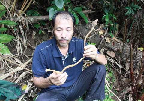 Củ sâm Hoàng Liên