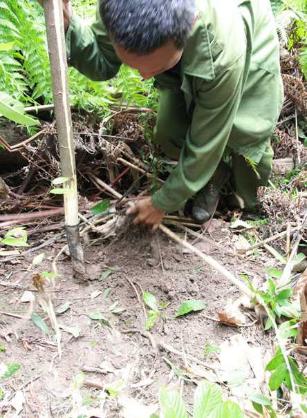 Đào sâm Hoàng Liên