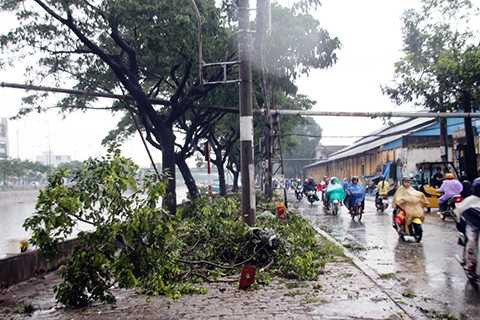 TP HCM, Giông lốc, mưa lớn, đường ngập, cây gãy đổ, tốc mái