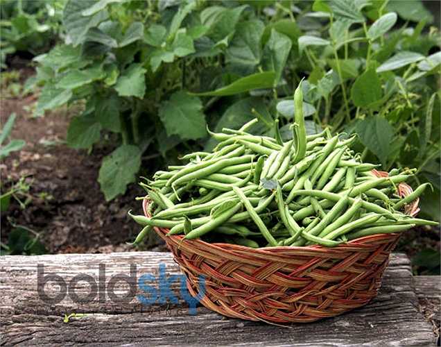 Ăn đậu: Đậu siêu giàu chất xơ hòa tan. Chúng giúp làm giảm sự tích tụ mỡ bụng, làm bạn cảm thấy no lâu hơn. Đây là một trong những cách để giảm mỡ bụng.
