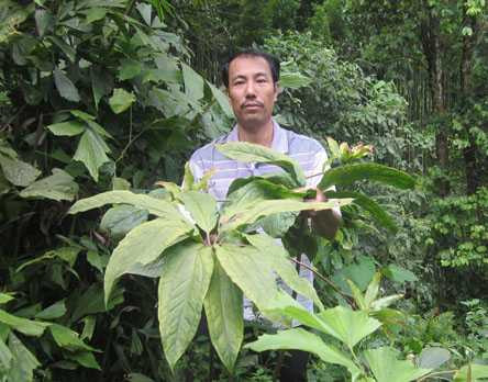 Lương y Thanh bên cây thất diệp nhất chi hoa mà anh trồng đã 7 năm Lương y Thanh bên cây thất diệp nhất chi hoa mà anh trồng đã 7 năm