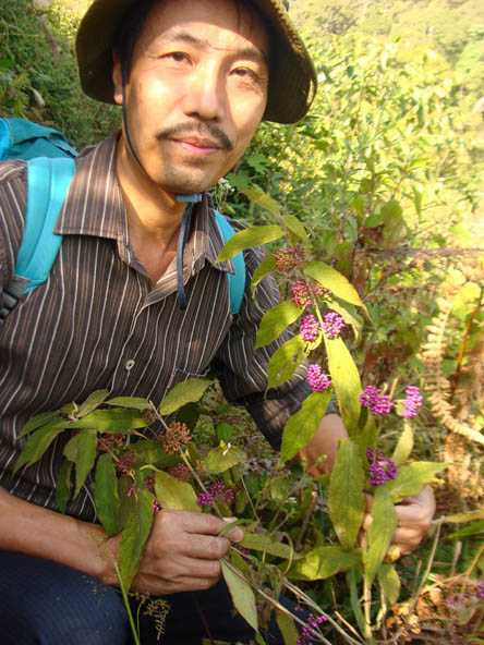 Lương y Thanh và một cây thuốc quý giàu saponin Lương y Thanh và một cây thuốc quý giàu saponin