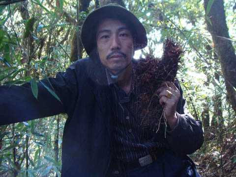 Củ sâm do lương y Thanh trồng Củ sâm do lương y Thanh trồng