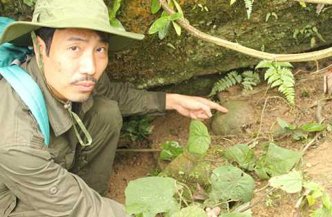 Củ thuốc quý do lương y Thanh trồng Củ thuốc quý do lương y Thanh trồng