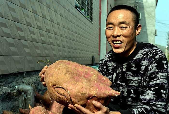 Một nông dân ở Hồ Bắc (Trung Quốc) đã thu hoạch được củ khoai lang khổng lồ. Bản thân người nông dân này chia sẻ, từ bé đến lớn chưa bao giờ thấy củ khoai lớn đến như vậy