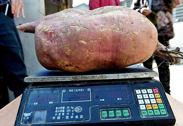 Đường kính củ khoai lên đến hơn 50cm, trong khi trọng lượng gần 10kg