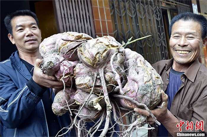 Người nông dân tên là Cheng Yue, Thành phố Thái Châu, tỉnh Chiết Giang cũng từng đào được củ khoai nặng 37kg