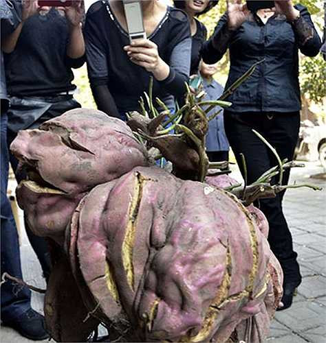 Ông Cheng không ngờ đào được củ khoai lớn như vậy. Đường kính củ khoai hơn 60cm. Thậm chí, ông cho biết, củ khoai này đủ cho gia đình ăn trong vài ba ngày