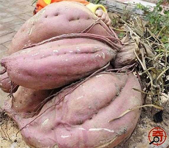Cư dân ở Hồ Bắc (Trung Quốc) cũng từng chứng kiến củ khoai lang của ông Qing Yao nặng tới 36kg