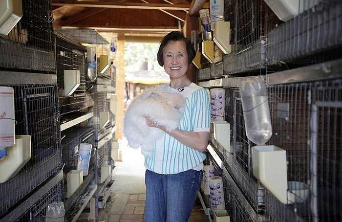 Angora Angola là con thỏ có bộ lông dài nhất thế giới. Con thỏ này do Giáo sư Betty Chu (Đại học San Jose, Hoa Kỳ) sở hữu