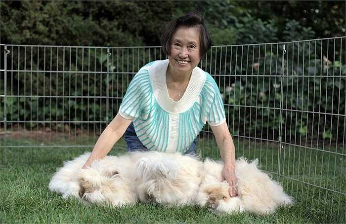 Chú thỏ này có bộ lông dài 38cm. Giáo sư Betty Chu đã dành thời gian trong hàng chục năm qua để tạo ra sự khác biệt cho Angora Angola