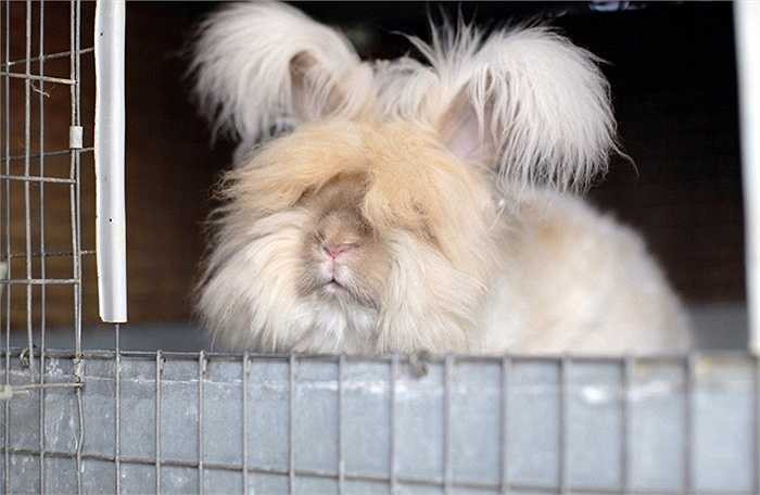 Hàng ngày bộ lông đặc biệt được chăm sóc bằng một dụng cụ đặc biệt. Giáo sư Chu cũng thường cắt tỉa bộ lông và lấy chúng làm khăn quàng hay mũ, găng tay