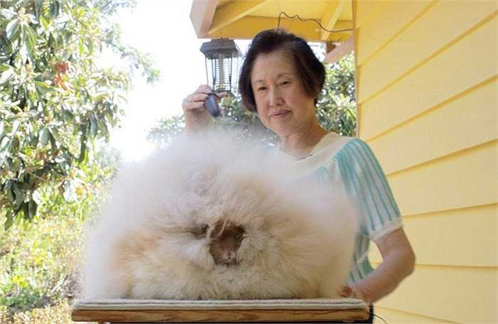 Mặc dù có bộ lông dày nhưng bên trong lớp lông đó, trọng lượng của con thỏ chỉ ở mức khoảng hơn 2kg