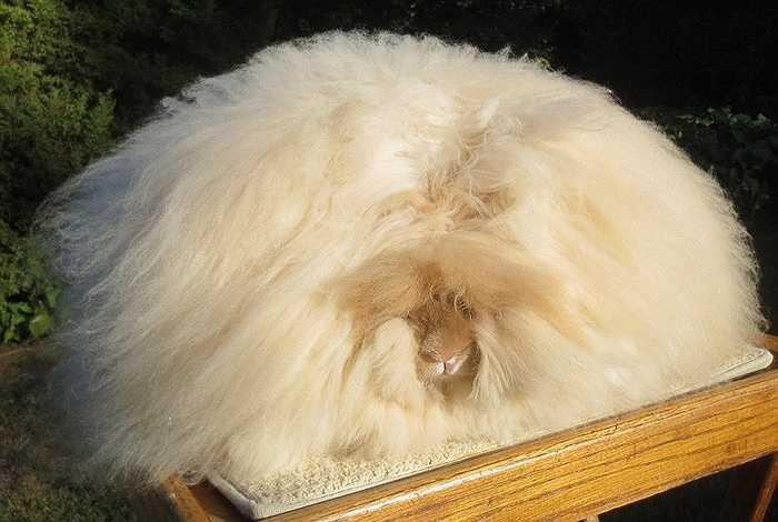 Bộ lông của thỏ nếu không được chăm sóc tốt có thể bị rối lông hay khiến thỏ tự vướng vào bộ lông dài của nó