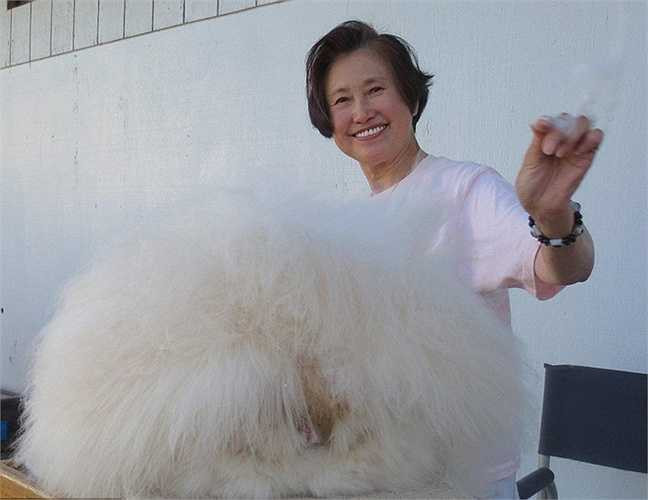 Giáo sư Chu chụp ảnh cùng chú thỏ đã được Tổ chức Kỷ lục Thế giới công nhận là thỏ có lông dài nhất thế giới