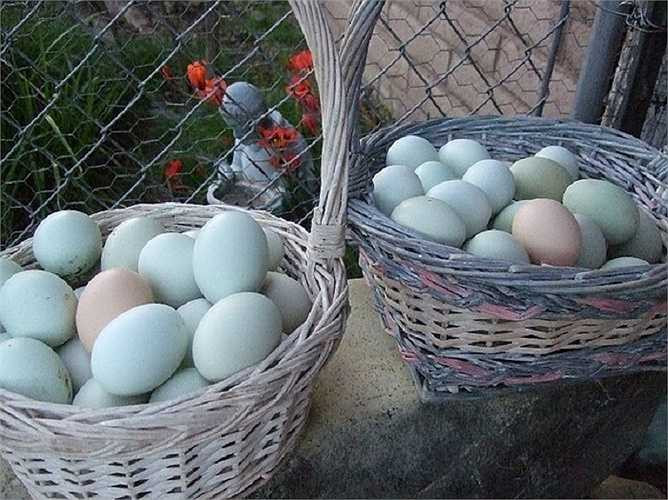 Trứng của gà Araucana có vỏ màu xanh nước biển hay xanh lá cây.