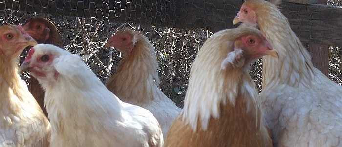 Giống gà quý hiếm này có nguồn gốc từ Nam Mỹ, gần phía bắc Chile và lần đầu tiên được nhân giống thành công ở nước này vào những năm 1930.