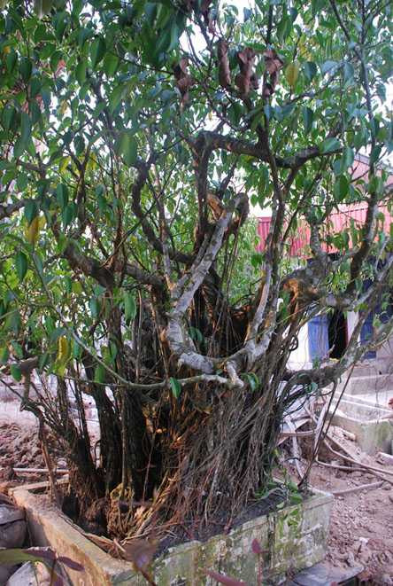 Cận cảnh gốc sanh Cận cảnh gốc sanh