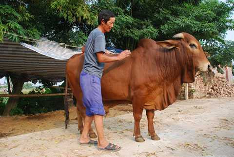 Ông Hồng bên con bò giống Ông Hồng bên con bò giống