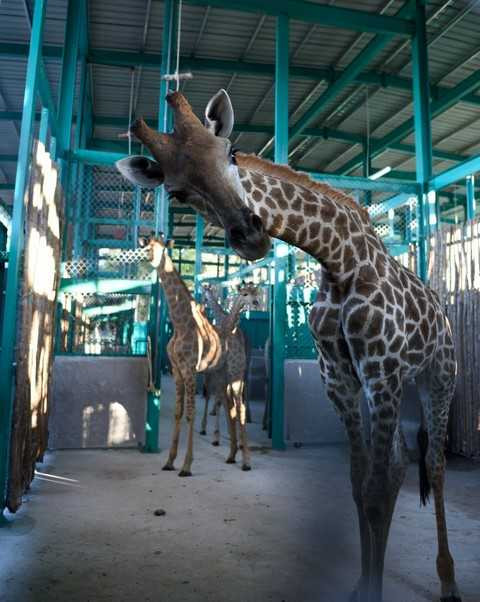 Động vật được đưa về hệ thống chuồng tạm đạt tiêu chuẩn quốc tế Động vật được đưa về hệ thống chuồng tạm đạt tiêu chuẩn quốc tế