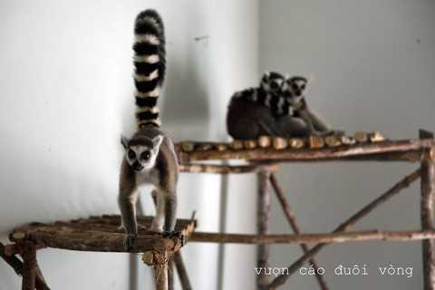 Vượn cáo đuôi vòng Vượn cáo đuôi vòng