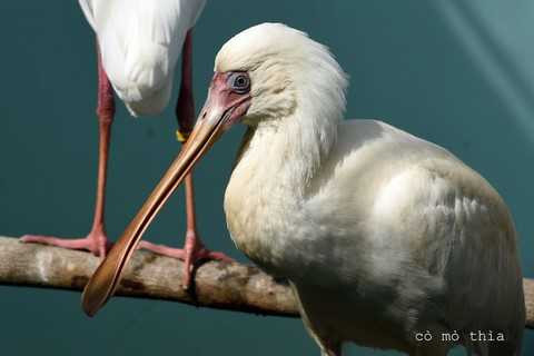 Cò mỏ thìa Cò mỏ thìa