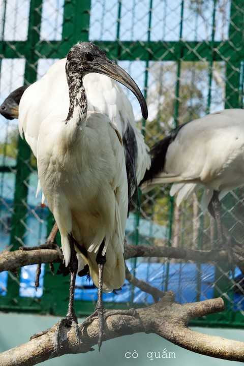 Cò quắm Cò quắm