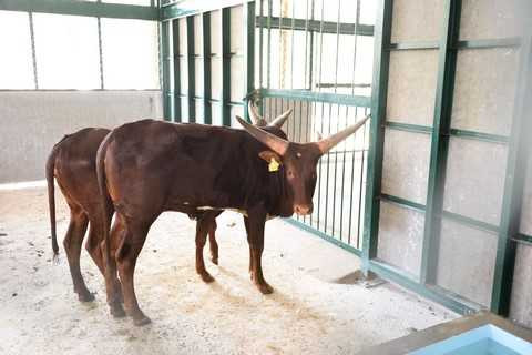 Bò sừng dài Bò sừng dài