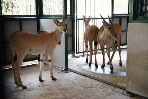 Linh dương Đông Phi Linh dương Đông Phi