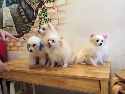 Truy bắt kẻ máu lạnh đang tâm hạ độc 15 chú chó mèo vô tội