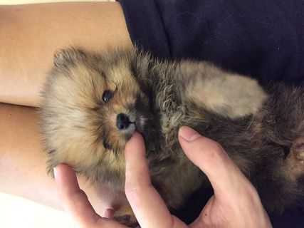 Truy bắt kẻ máu lạnh đang tâm hạ độc 15 chú chó mèo vô tội