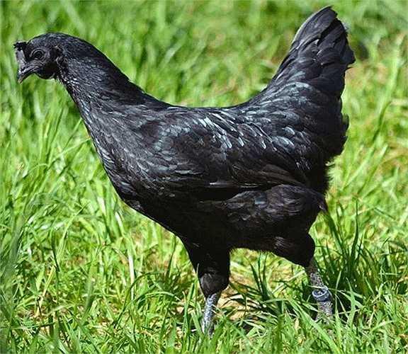 Dù giá gà Ayam Cemani trên thế giới lên tới hơn 50 triệu đồng/con nhưng ở tại đảo Java, nơi sản sinh ra giống gà này, giá của chúng lại rẻ hơn nhiều.