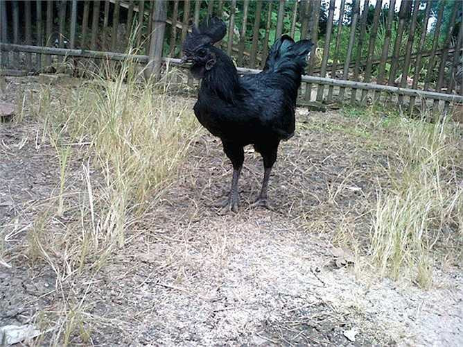 Giống gà này chỉ được thịt vào những dịp đặc biệt, vì nó được cho là mang lại may mắn, tiếng gáy của nó mang lại thịnh vượng.