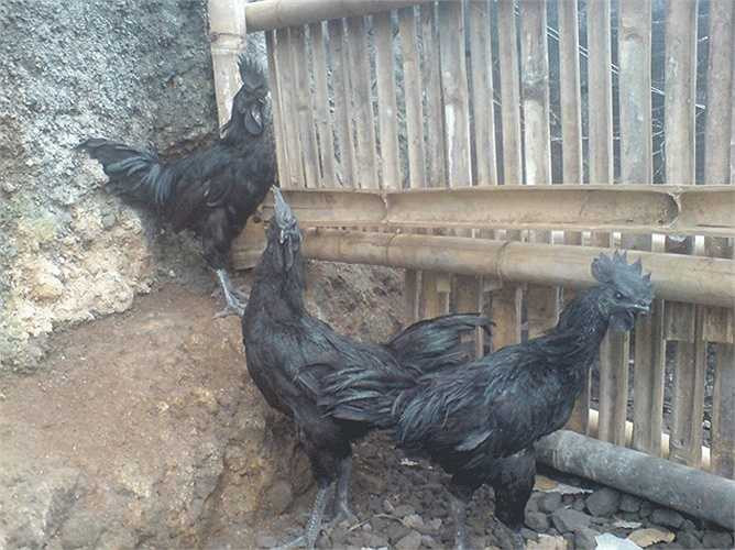 Hình ảnh gà đen tại một trang trại nuôi gà ở Indonesia.