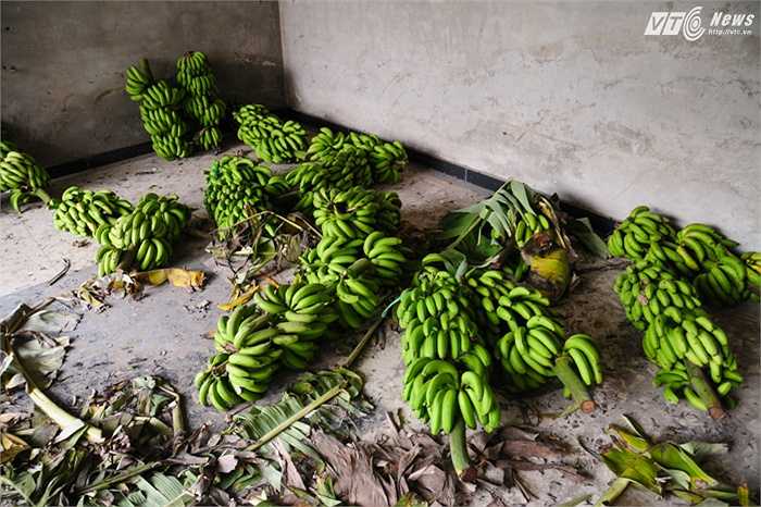 Từ 8h30 đến 11h sáng 18/11, hơn 300 buồng chuối đã được bán ra