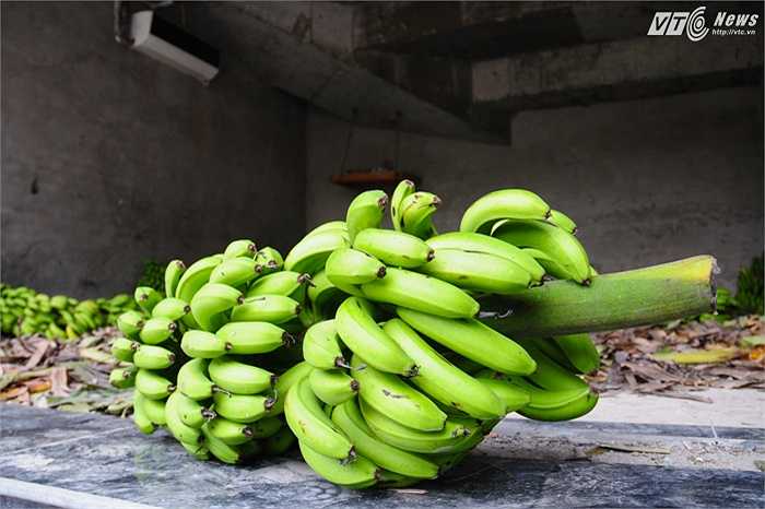 Những buồng chuối sai quả, đều, đẹp của nông dân Vĩnh Phúc