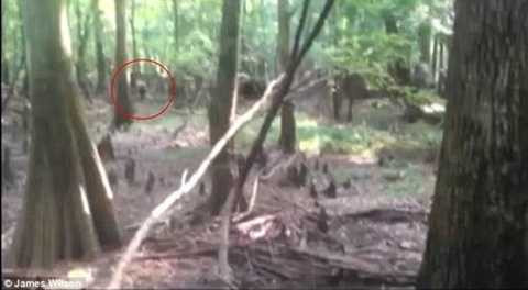 Hình ảnh được cho là của người thằn lằn Hình ảnh được cho là của người thằn lằn