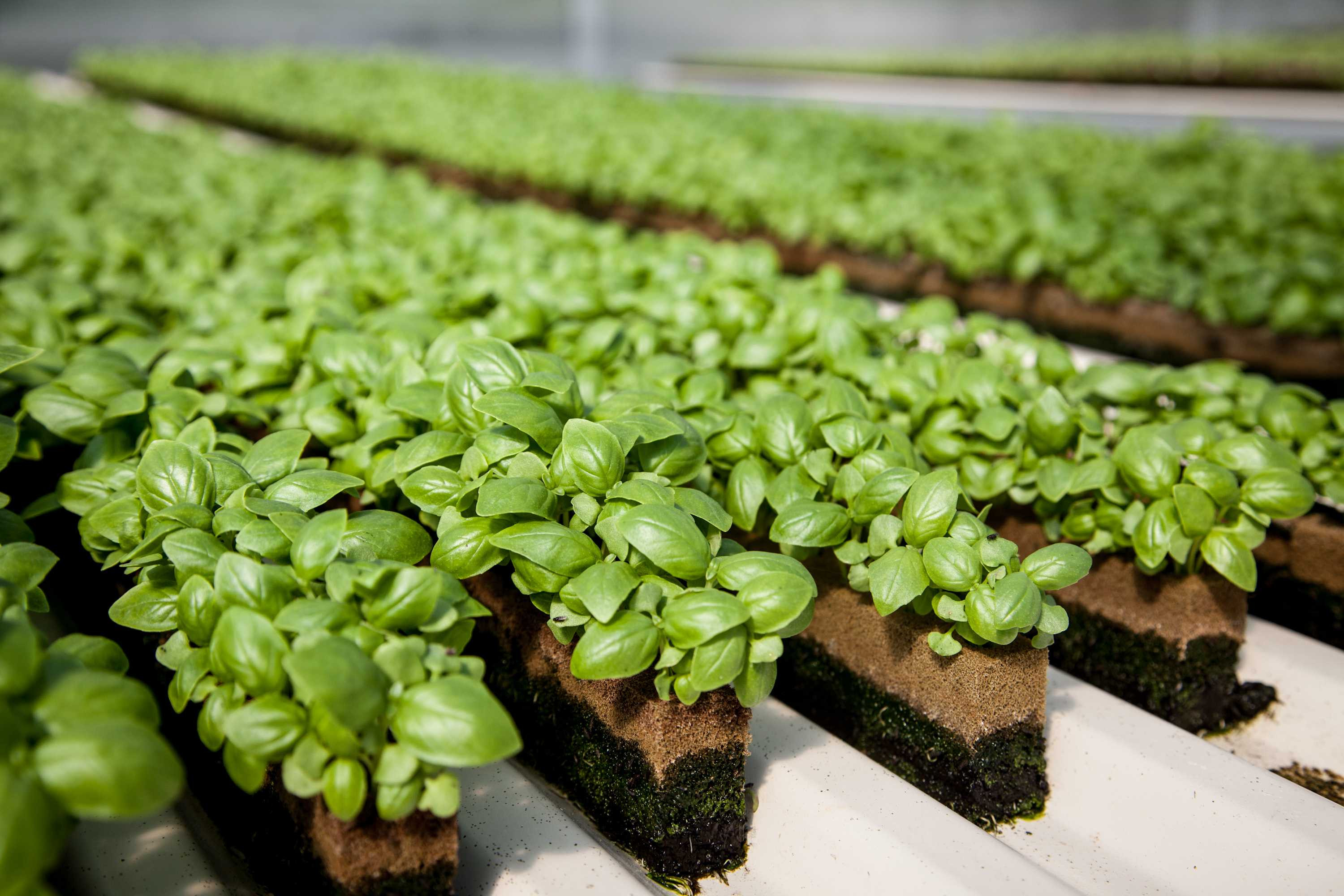 Giật mình với 8 loại rau quả phun nhiều thuốc nhất