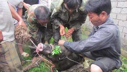 Một vụ lợn rừng tấn công người dân bị thương tại địa bàn Nghệ An.