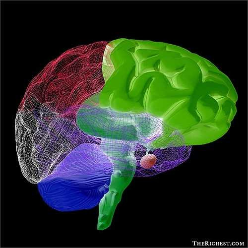 Hàng trăm nhà nghiên cứu, dẫn đầu là nhà thần kinh học Henry Markram năm 2005 đã sử dụng một trong những máy tính nhanh nhất thế giới để tái tạo mô hình 3D não bộ con người. Với sự trợ giúp của siêu máy tính, mô hình này sẽ sớm được hoàn thành.