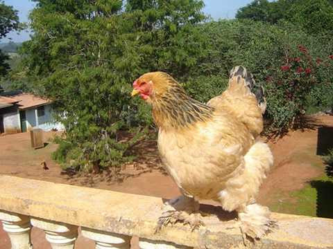 Brahma <a href='https://vtcnews.vn/suc-khoe.321.0.html' >sinh sản</a> khoảng 70 - 90 trứng/năm, trứng nặng khoảng 55-60g