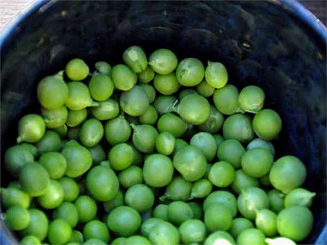 Đậu Hà Lan: chứa các khoáng chất và vitamin, chất xơ, protein và lutein rất tốt cho cơ thể. Nó có giá trị dinh dưỡng cao và nó thực sự tốt khi tiêu thụ hàng ngày. Lưu ý: hãy chọn đậu còn tươi. 