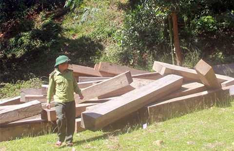 Quảng Nam, Khởi tố, phá rừng, Sông Tranh, Lâm tặc