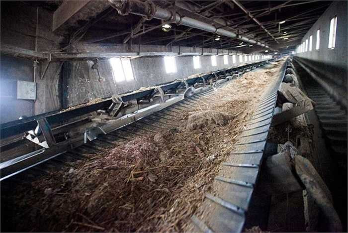 Trước khi dẫn vào lò đốt của nhà máy nhiệt điện