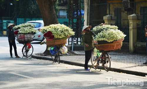 Nhắc đến mùa thu Hà Nội, người ta thường nhớ tới hoa sữa thơm nồng và cúc họa mi trắng tinh khôi trong nắng.