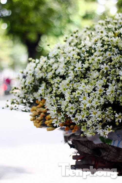 Cứ đến mùa cúc họa mi là những loại hoa khác đều phải nhường chỗ cho loài hoa này trên những gánh hàng rong.
