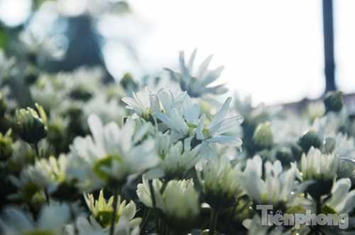 Cúc họa mi tinh khôi trong nắng.