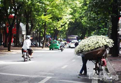 Hoa cúc họa mi nở trắng tinh khôi rong ruổi cùng những người bán hàng trên nhiều con phố của Thủ đô.