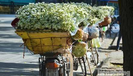 Những chiếc xe chở đầy cúc họa mi trong nắng chiều trên phố Mai Xuân Thưởng (Hà Nội).